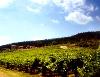AGRITURISMO LE GRAZIE